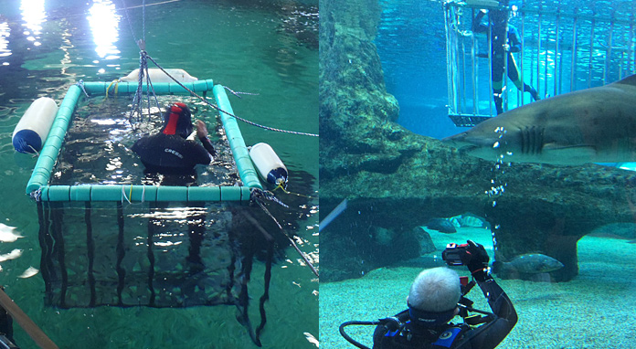 playasenator-buceo-tiburones4