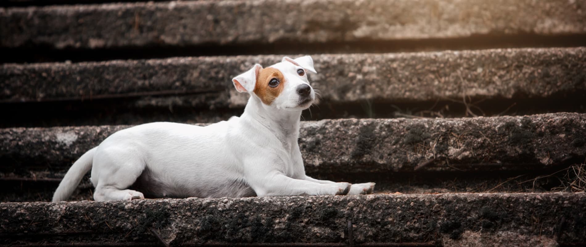 Perro blanco y marr&oacute;n peque&ntilde;o sentado sobre escalones de piedra, mirando a la c&aacute;mara