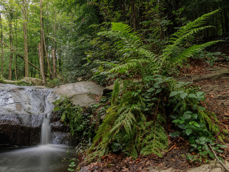 Pantano de Santa Fe con vegetación en el Parque Natural del Montseny, en Seva, Barcelona. 