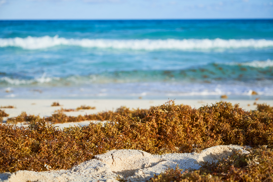 Sargasso accumulated sand in the Caribbean Sea.