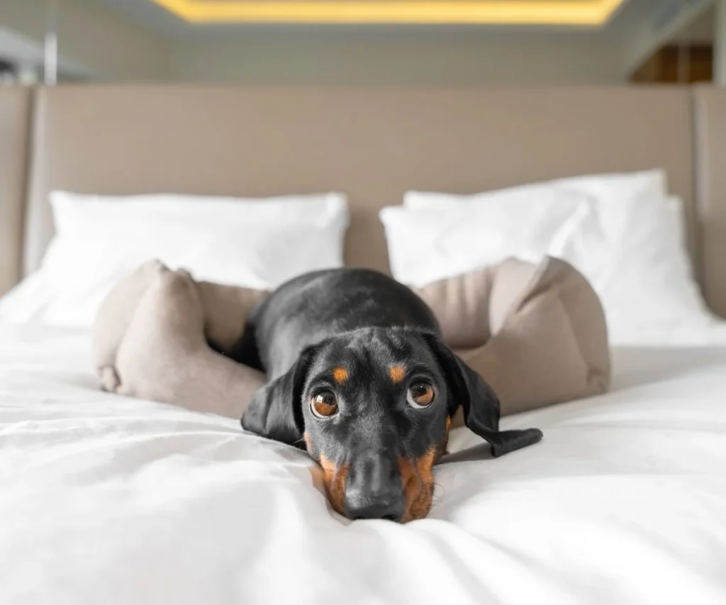 Perro dachshund negro y fuego mirando desde una cama con s&aacute;banas blancas