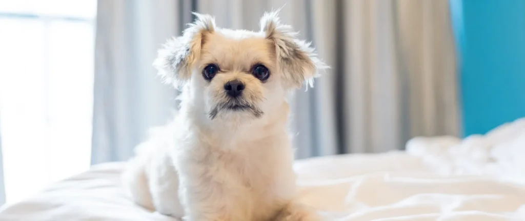 Perro peque&ntilde;o de pelo blanco y crema, mirando a c&aacute;mara en sof&aacute; blanco
