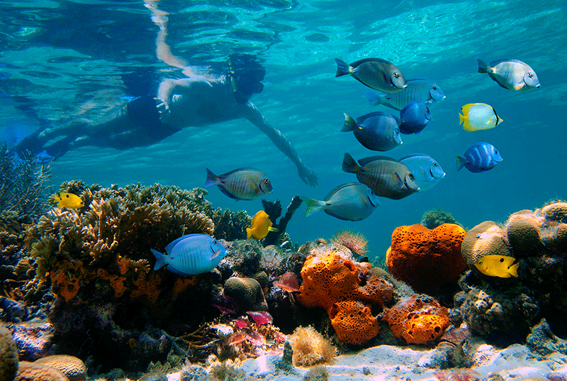 Snorkel en Puerto Plata