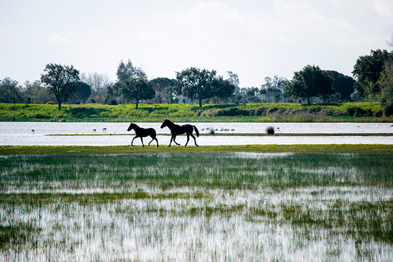 Parque nacional de Doñana: qué ver y hacer