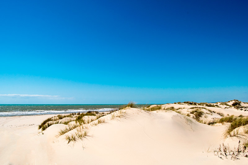 Parque Nacional de Doñana: o que ver e fazer (atualizado em 2020) - Senator Hotels &amp; Resorts