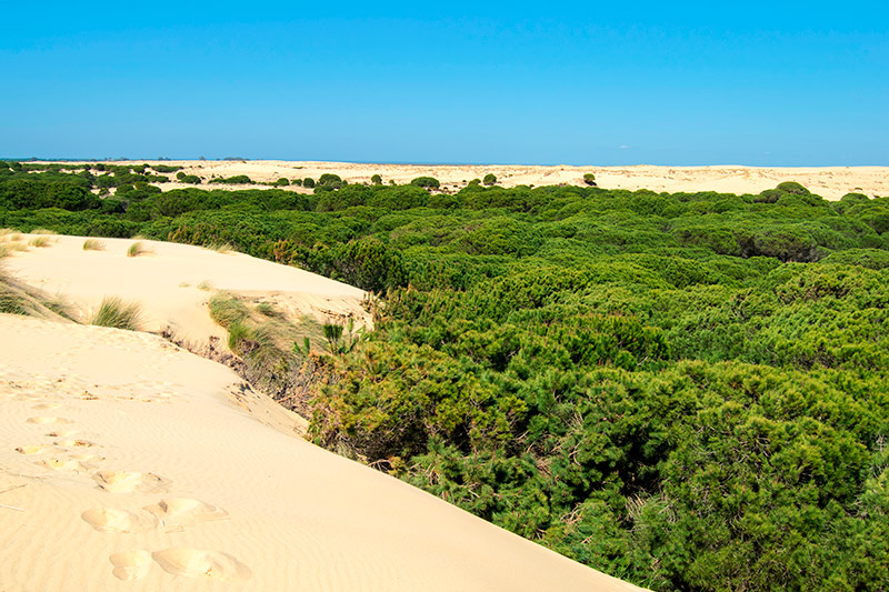 Dunas de Doñana