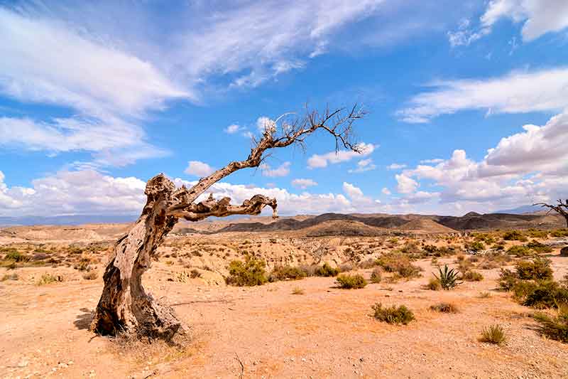 Tabernas