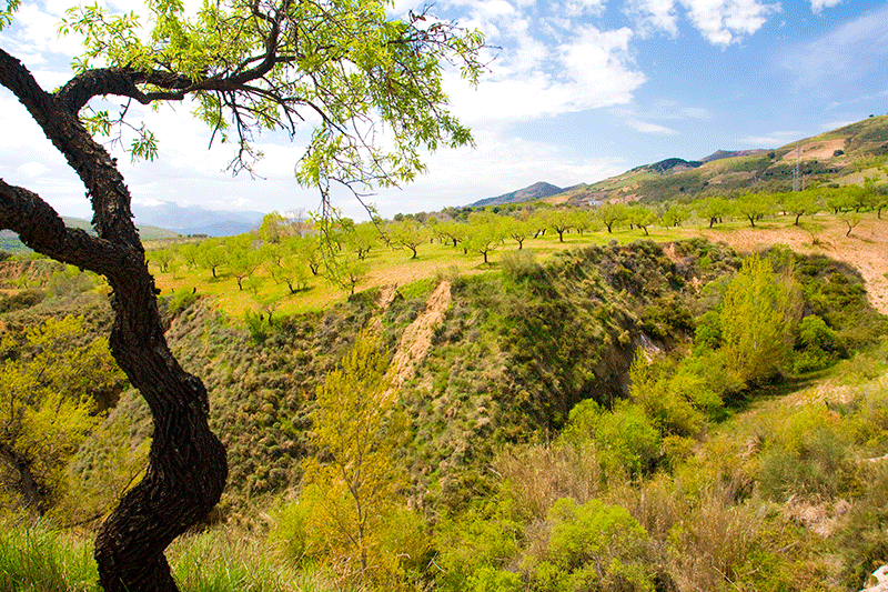 Bosques en sierra de la Alpujarra 