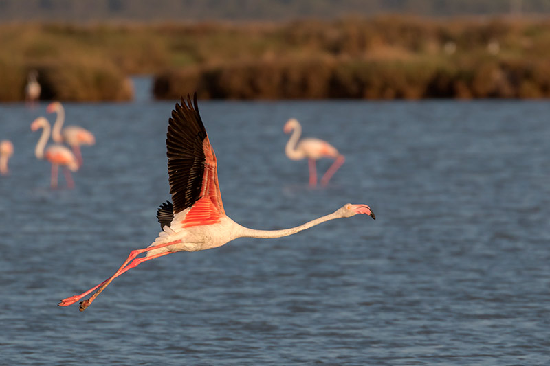 Marisma de Doñana