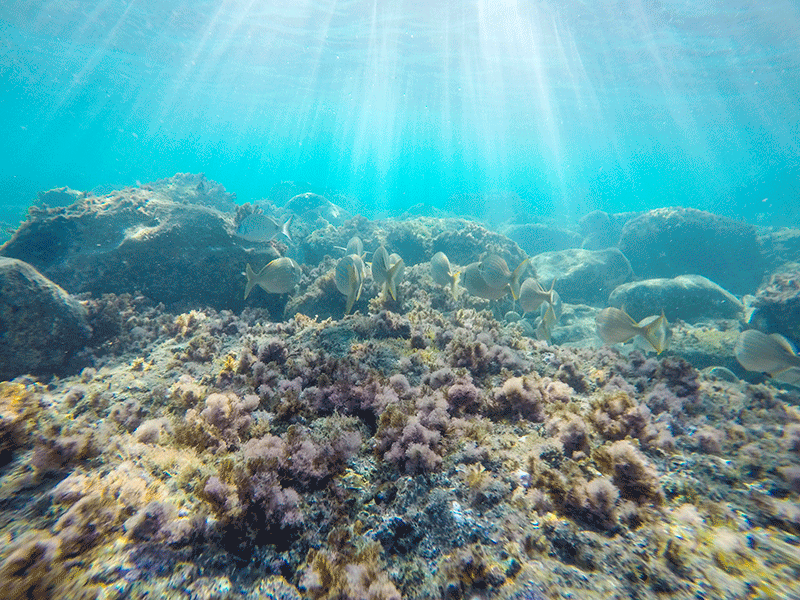 Los mejores lugares para bucear, hacer snorkel y submarinismo en Andalucía - Senator Hotels &amp; Resorts