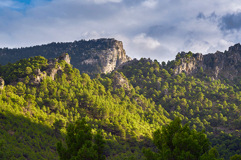 Pinsapos Sierra de las Nieves