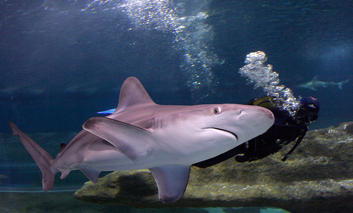 Inmersión con tiburones