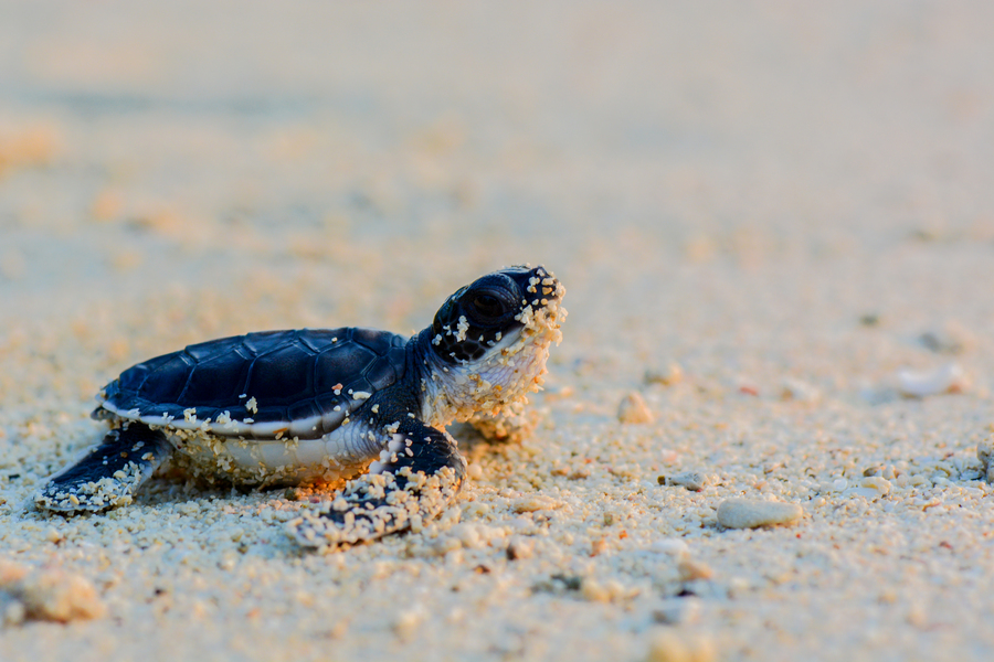 Cría bebé de tortuga boba andando hacia el agua 
