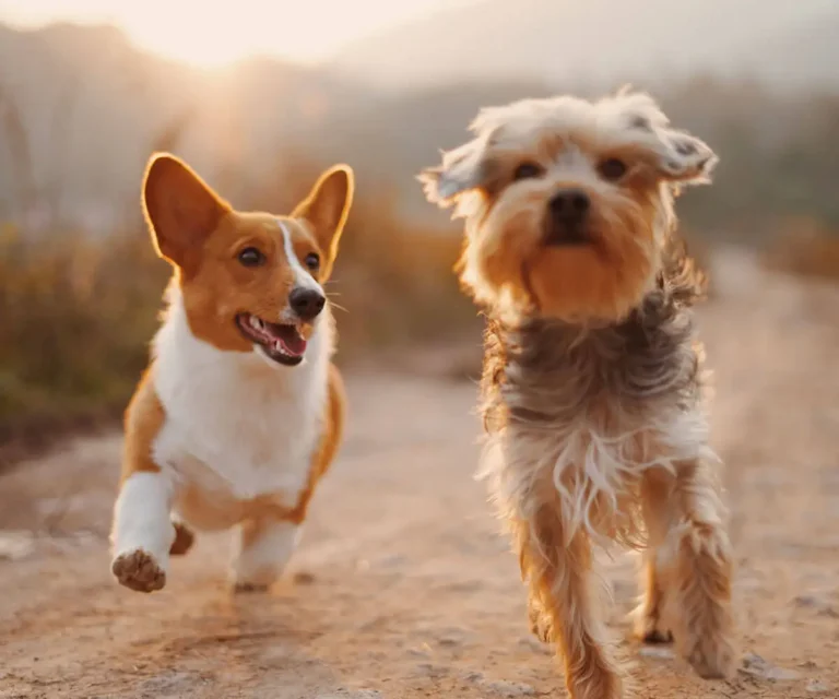 Perros corgi y terrier corriendo en un camino con luz c&aacute;lida al atardecer