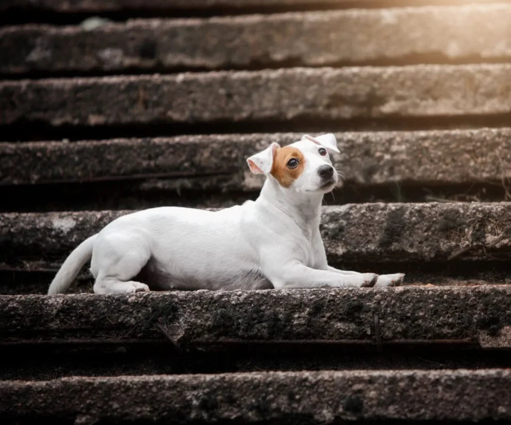 Perro blanco y marr&oacute;n peque&ntilde;o sentado sobre escalones de piedra, mirando a la c&aacute;mara