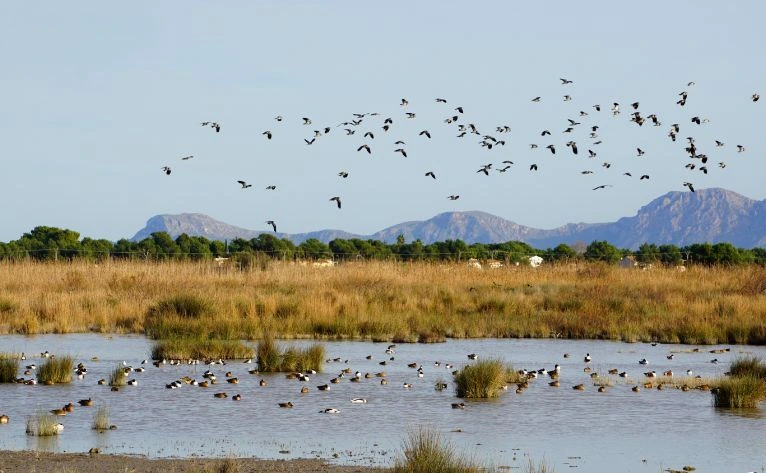 Aves en la Reserva Natural de s’Albufera Mallorca