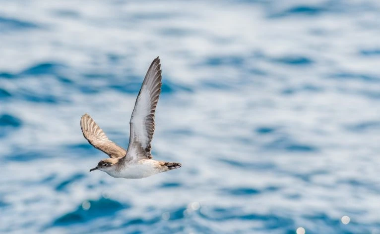 Mallorca aves en la Reserva Natural de s’Albufera