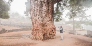 Pino Gordo de Vilaflor en Tenerife