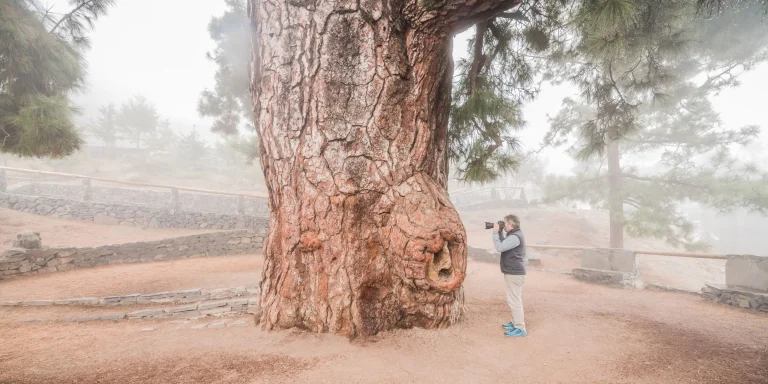 Pino Gordo de Vilaflor en Tenerife