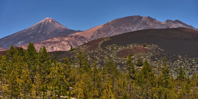 Bosque de pino canario en la Corona Forestal con el Pico del Teide al fondo en Tenerife.