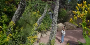Woman observing tajinastes in the garden of native flora of the surroundings of Hotel Spa Villalba.
