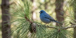 Teide blue chaffinch perched on a branch of Canary pine with pine cones.