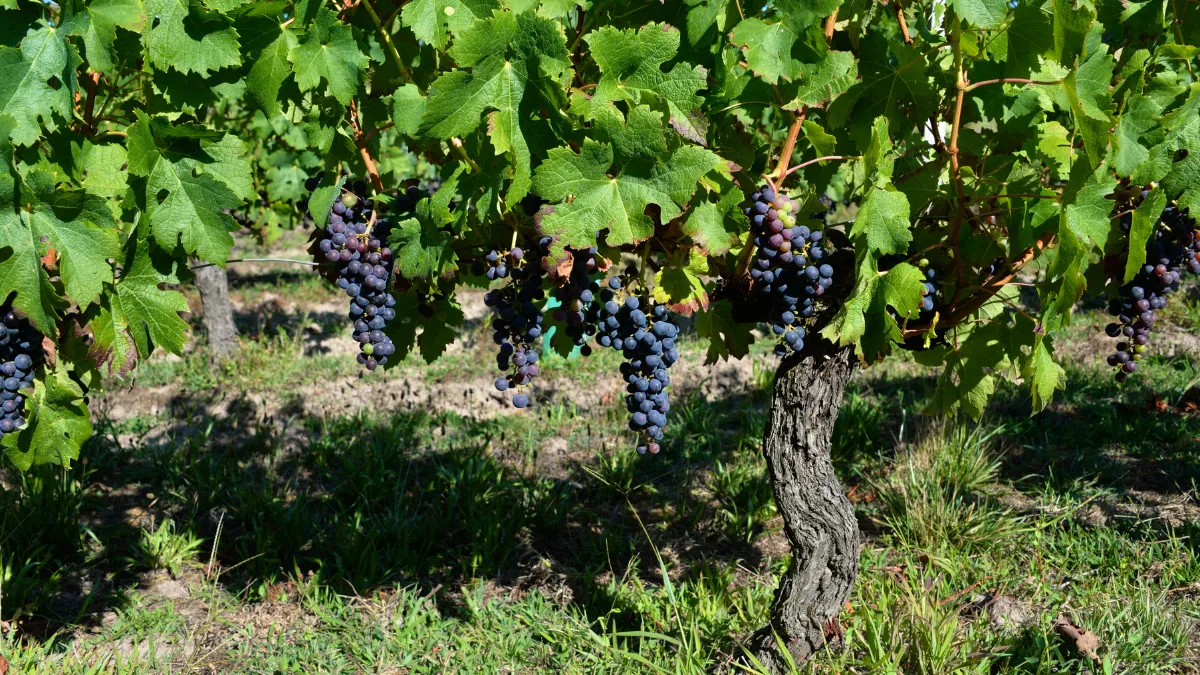 El Pened&egrave;s a trav&eacute;s de los cinco sentidos - Olivia Hotels
