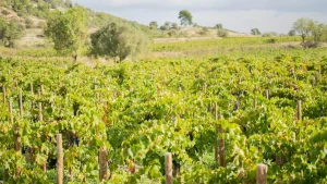 El vi&ntilde;edo antes de la vendimia: El momento m&aacute;s sereno para celebrar - Olivia Hotels