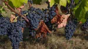 Cuando el Pened&egrave;s cobra vida: La emoci&oacute;n de la vendimia - Olivia Hotels