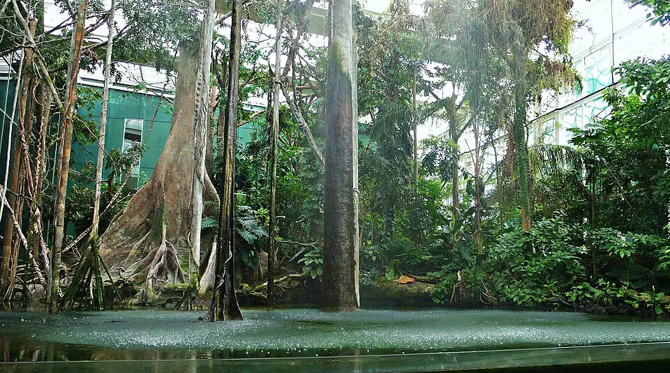 El_bosque_inundado_amazonico-CosmoCaixa Barcelona