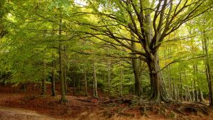 Parc Natural del Montseny