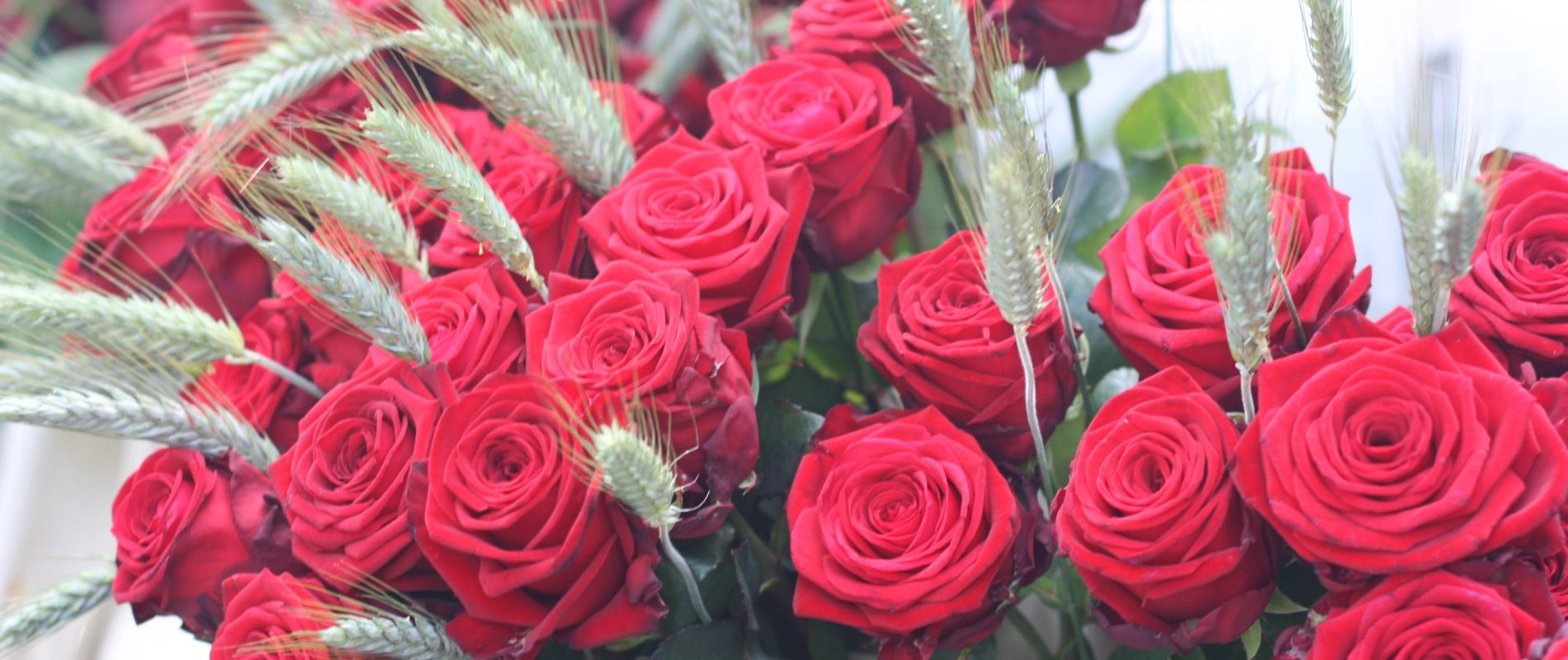 Sant Jordi 2026: ¿qué hacer en este día tan especial? - hcc hotels