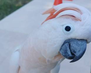 Parrot show - Club Mac
